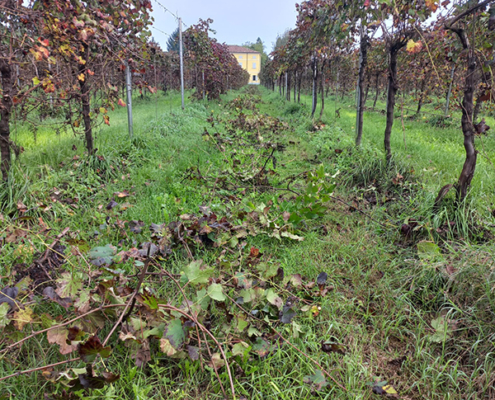 AGRITURISMO_CA_MARSIGLIA-LINFA (9)