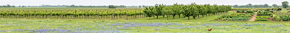 AGRITURISMO_CA_MARSIGLIA-linfa 3